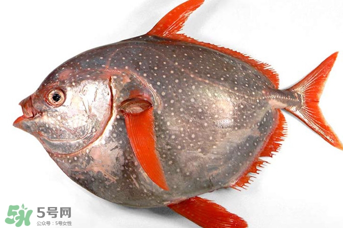 月亮魚是什么魚？月亮魚能吃嗎