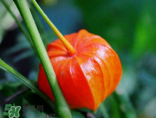 紅姑娘能治療糖尿病嗎？紅姑娘能治什么病？