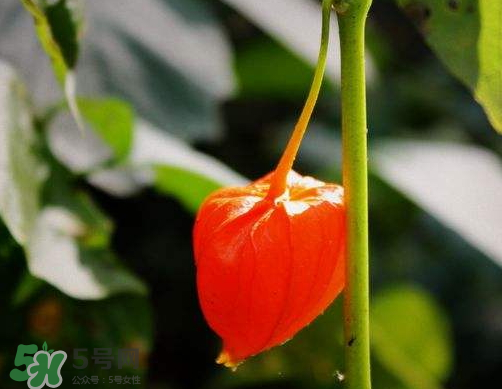 紅姑娘能治療糖尿病嗎？紅姑娘能治什么??？