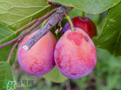 西梅熱量高嗎？西梅可以減肥嗎？