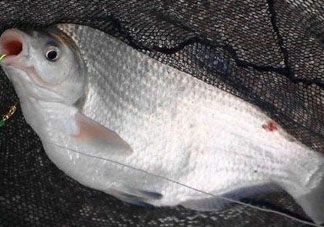 武昌魚怎么釣？釣武昌魚用什么餌料？