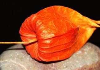 紅姑娘皮泡水治咽炎嗎？紅姑娘皮泡水的副作用