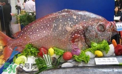 月亮魚是什么魚？月亮魚能吃嗎
