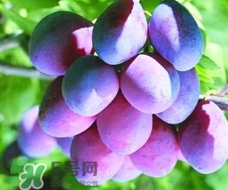 西梅軟的好吃還是硬的好吃？西梅軟的是壞了嗎？