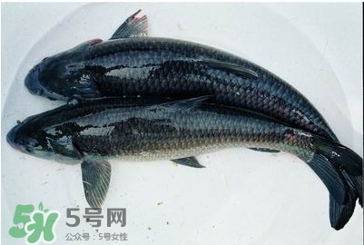 鯇魚和草魚哪個(gè)好吃？鯇魚和草魚的區(qū)別