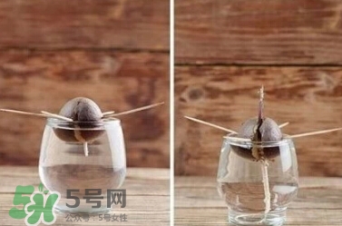 牛油果核能吃嗎？牛油果核怎么種盆栽？