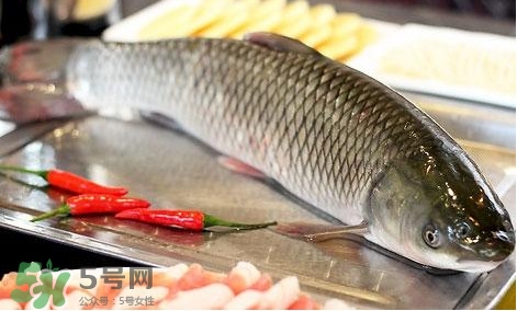 鯇魚和草魚哪個(gè)好吃？鯇魚和草魚的區(qū)別