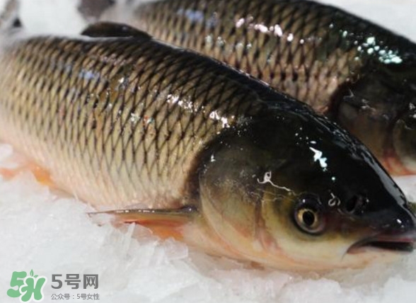 鯇魚(yú)是什么魚(yú)？鯇魚(yú)是怎樣來(lái)的