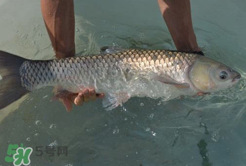 脆肉鯇是草魚嗎？脆肉鯇和草魚有什么區(qū)別