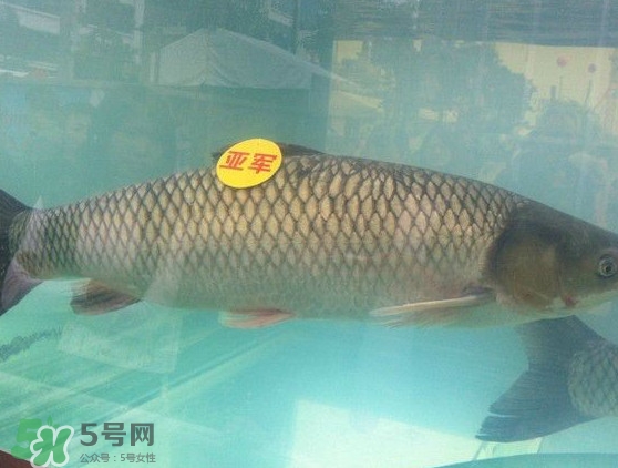 脆肉鯇是什么魚？脆肉鯇口感為什么是脆的