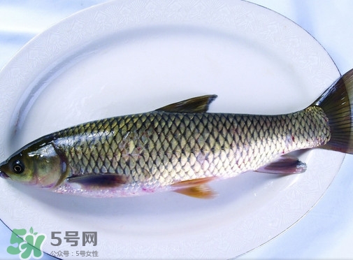 鯇魚(yú)是什么魚(yú)？鯇魚(yú)是怎樣來(lái)的