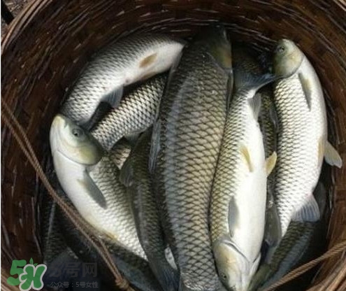 鯇魚和草魚哪個(gè)好吃？鯇魚和草魚的區(qū)別