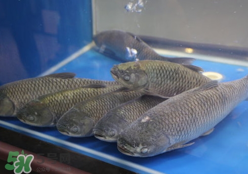 釣鯇魚用什么魚餌？鯇魚怎么做好吃