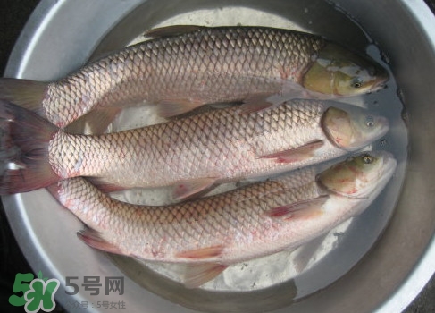 鯇魚(yú)是什么魚(yú)？鯇魚(yú)是怎樣來(lái)的