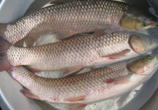 鯇魚是什么魚？鯇魚是怎樣來的