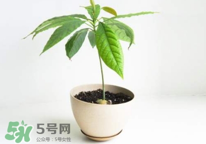 牛油果核能吃嗎？牛油果核怎么種盆栽？