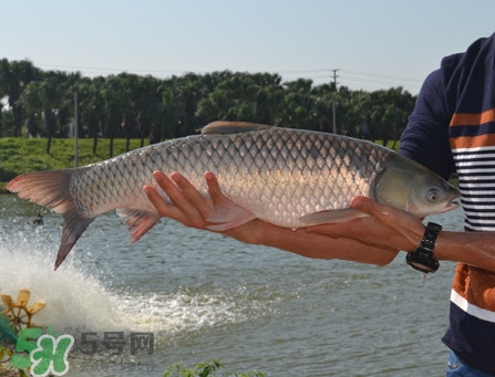 脆肉鯇可以做酸菜魚嗎？脆肉鯇什么季節(jié)有