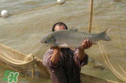 脆肉鯇是草魚嗎？脆肉鯇和草魚有什么區(qū)別