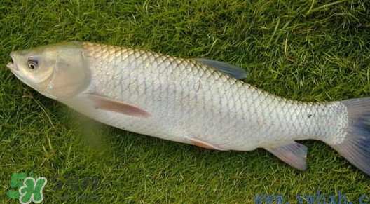 草魚怎么養(yǎng)殖成脆肉鯇？脆肉鯇養(yǎng)殖條件及技術(shù)