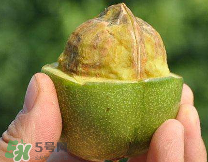 青皮核桃可以冷凍嗎？青皮核桃可以冷藏嗎？