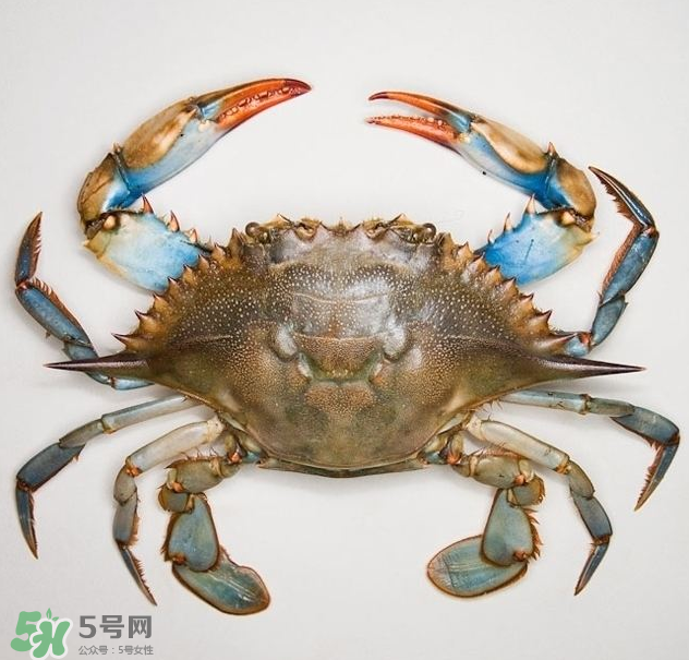 蟹膏是綠色的嗎？蟹膏是黑色的能吃嗎？