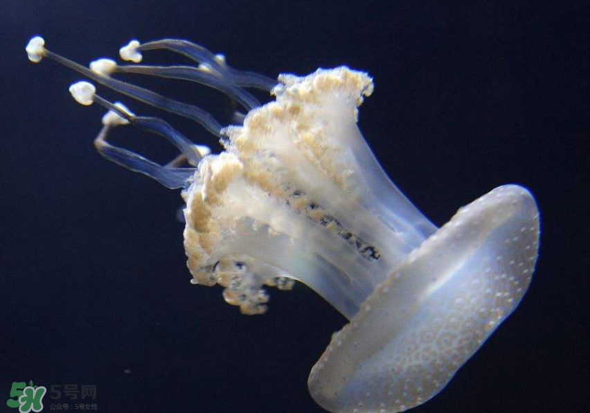 海蜇是生吃嗎？海蜇怎么吃？
