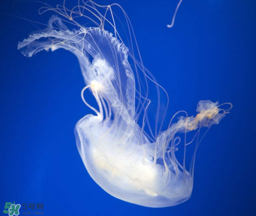 海蜇是生吃嗎？海蜇怎么吃？