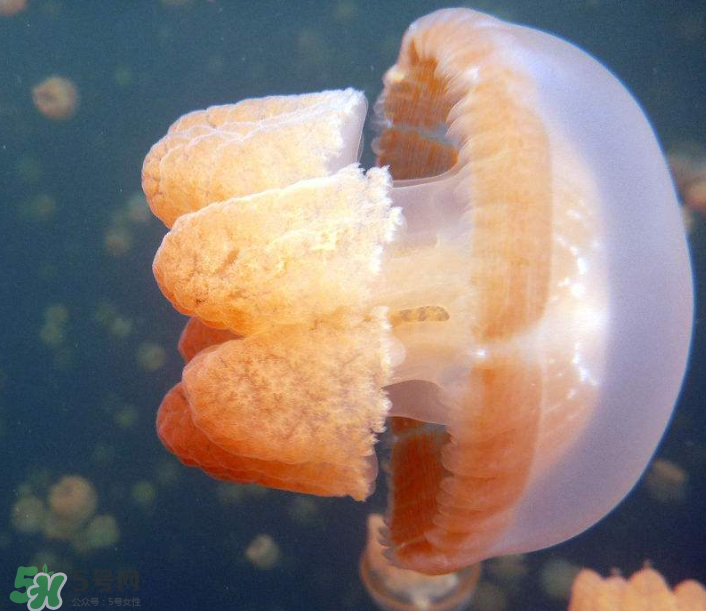 海蜇是生吃嗎？海蜇怎么吃？