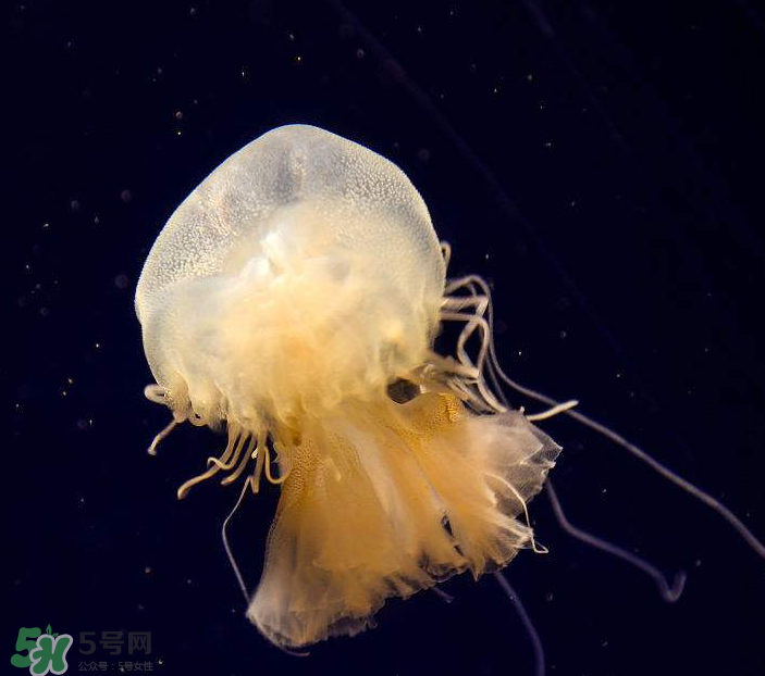 海蜇是生吃嗎？海蜇怎么吃？