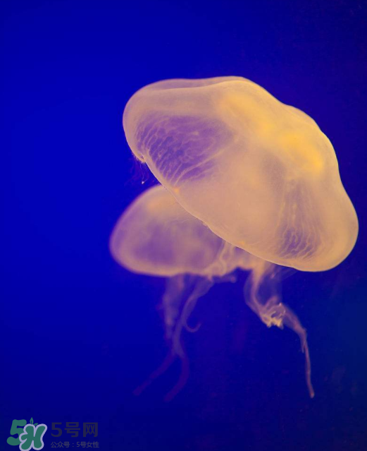 海蜇不能和什么一起吃？海蜇食用禁忌