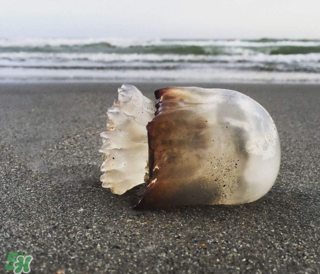 海蜇不泡能吃嗎？海蜇可以直接吃嗎？