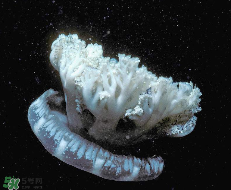 海蜇不泡能吃嗎？海蜇可以直接吃嗎？
