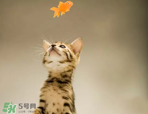 孟加拉豹貓多少錢(qián)一只？孟加拉豹貓粘人嗎