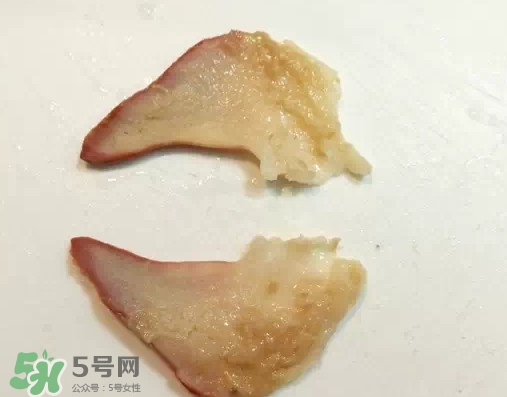 北極貝多少錢一斤？北極貝長什么樣子