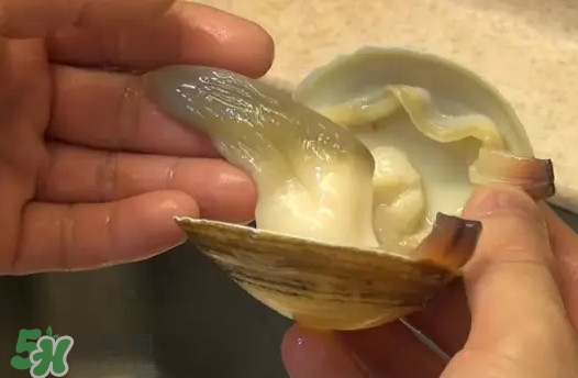 北極貝多少錢一斤？北極貝長什么樣子