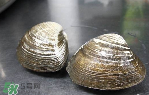 北極貝多少錢一斤？北極貝長什么樣子