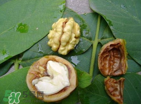 青皮核桃和干核桃哪個營養(yǎng)高？有什么區(qū)別？