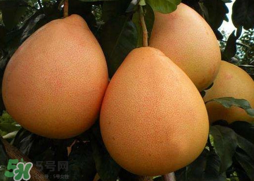 三紅蜜柚是哪里產(chǎn)的？三紅蜜柚什么時(shí)候上市？