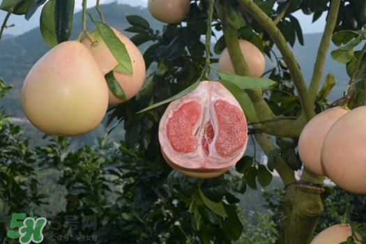 三紅蜜柚口味怎么樣？三紅蜜柚苗多少錢一棵