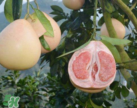 三紅蜜柚怎么挑選？三紅蜜柚種植方法與技巧