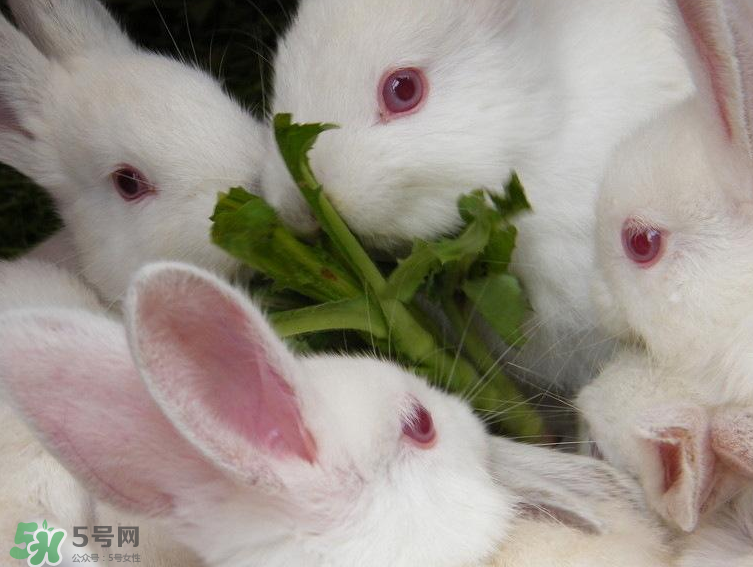 兔肉和羊肉能一起吃嗎？兔肉和羊肉相克嗎？