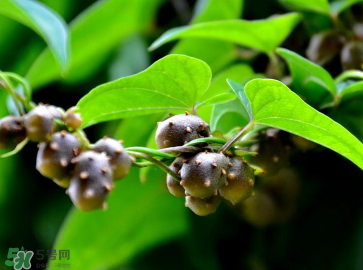 山藥豆是怎么長(zhǎng)出來(lái)的？山藥豆是山藥的種子嗎？
