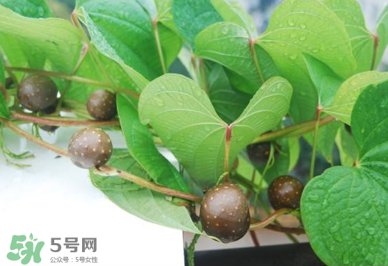 山藥豆能生吃嗎？山藥豆能帶皮吃嗎？