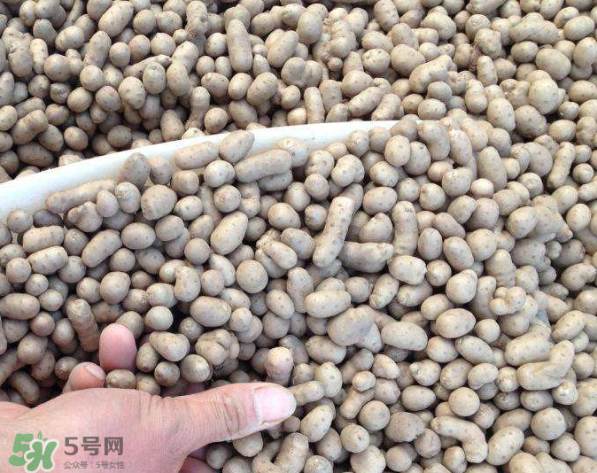 山藥豆能種植嗎？山藥豆怎么種？