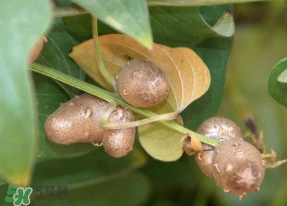 山藥豆能種植嗎？山藥豆怎么種？