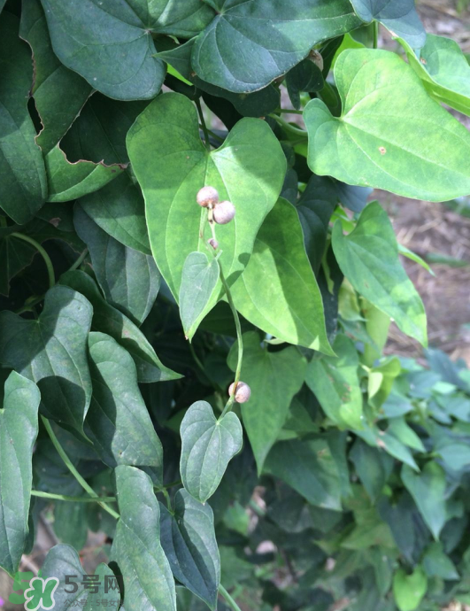 山藥豆能種植嗎？山藥豆怎么種？