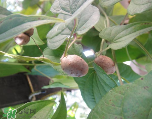 山藥豆能泡酒嗎？山藥豆能打豆?jié){嗎？