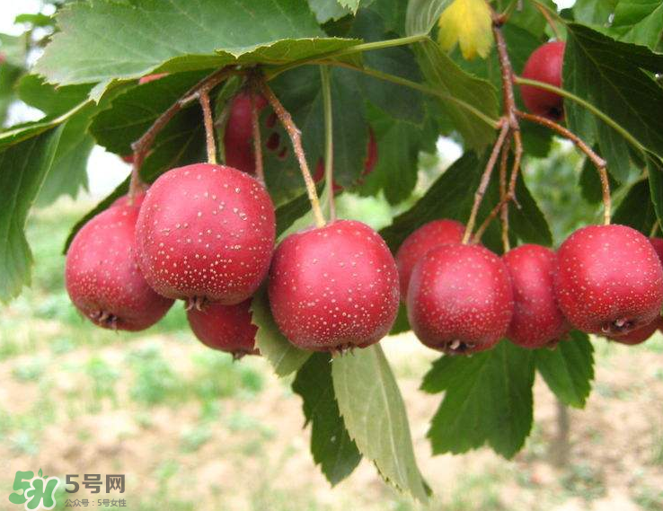 山楂和菊花能一起泡水喝嗎？