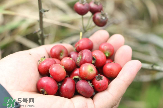 山楂和蜂蜜能一起沖水喝嗎？