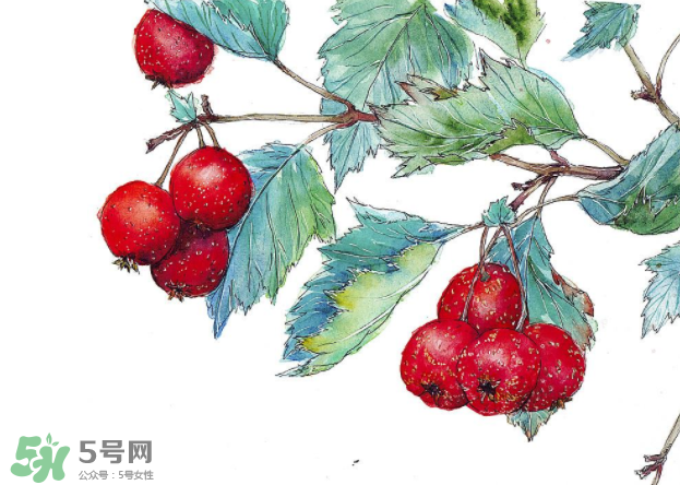 山楂要煲多長時(shí)間最好？山楂要什么時(shí)候吃最好？